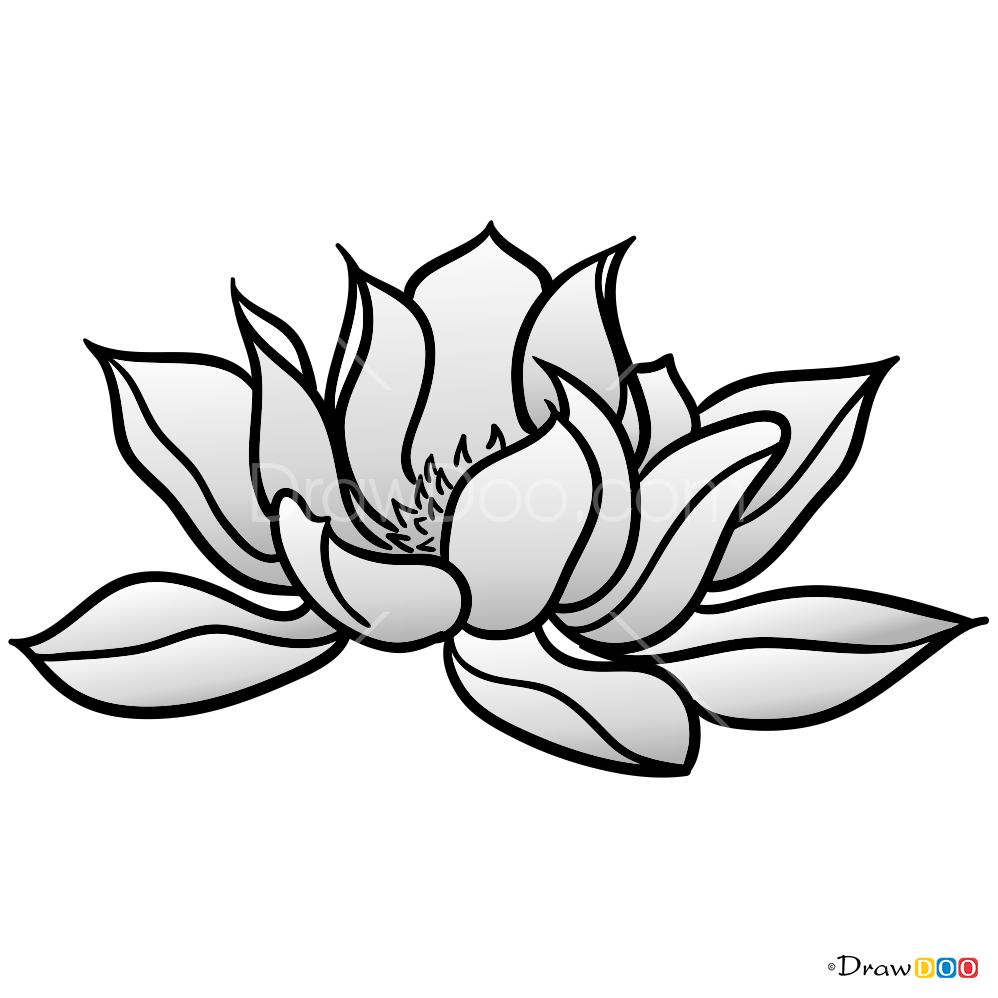 How To Draw A Lotus Flower 5948